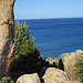 scorcio2