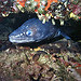 pesce